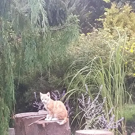 Na Skraju Wsi Dostep Do Jeziora Ublik * Konopki Wielkie