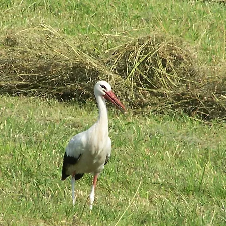 Lodge Na Skraju Wsi Dostep Do Jeziora Ublik *